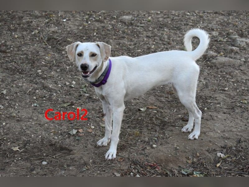 Carol2 geb. 12/2025 (ESP) - zuckersüßes Hundemädchen mit offenem Wesen!