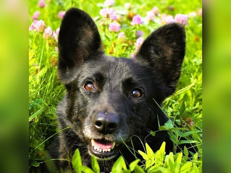 Beary geb. 01/2020 - sanfter und ruhiger kleiner Schatz sucht ruhiges Zuhause!