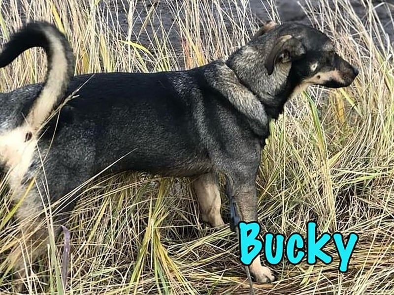 Bucky geb. 12/2021 - lustiger, aktiver und verspielter Outdoor-Begleiter!