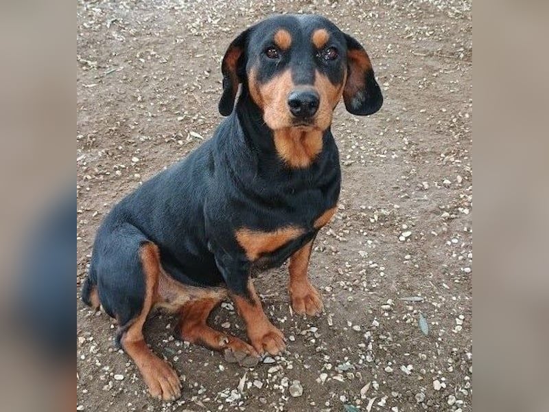 Rodoula geb. 2018 (GRC) - sehr ruhige und gelassene, süße und soziale Hündin!