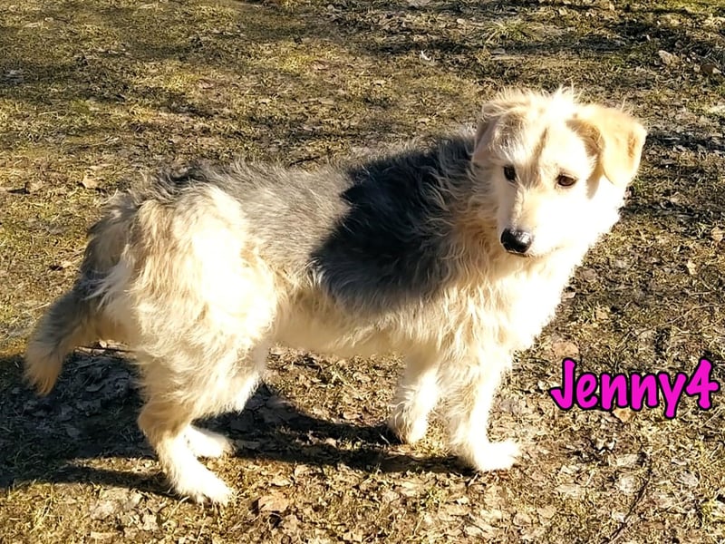 Jenny4 geb. 01/2018 - bezaubernde und super liebe, kleine Wuschelhündin!