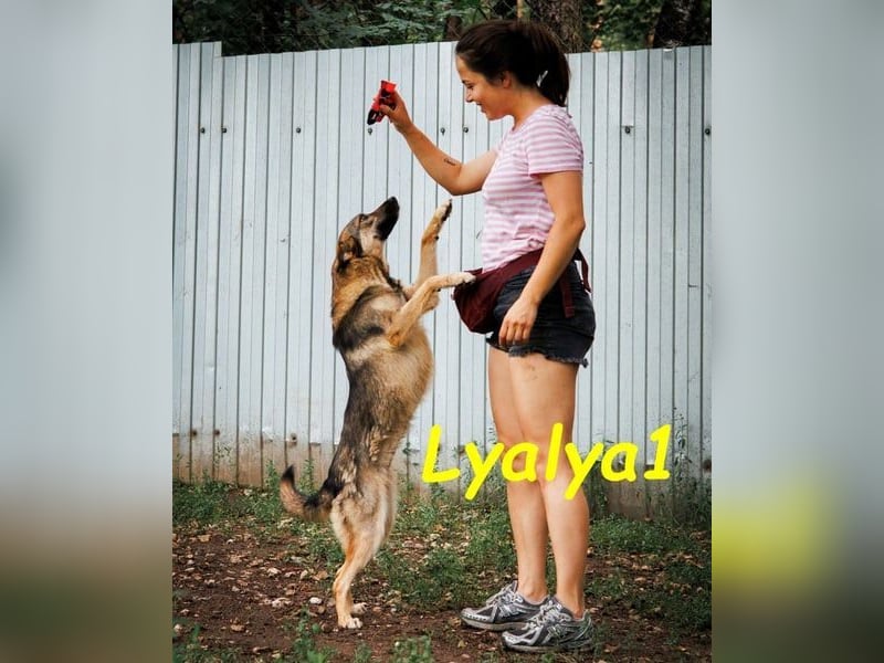 Lyalya1 geb. 06/2022 - zuneigungsvolle Hündin mit einer ganz besonderen Ausstrahlung!