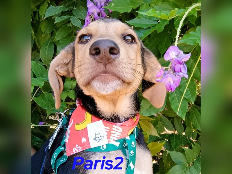 Paris2 geb. 05/2025 (GRC) - liebevoller und ausgeglichener Welpe!