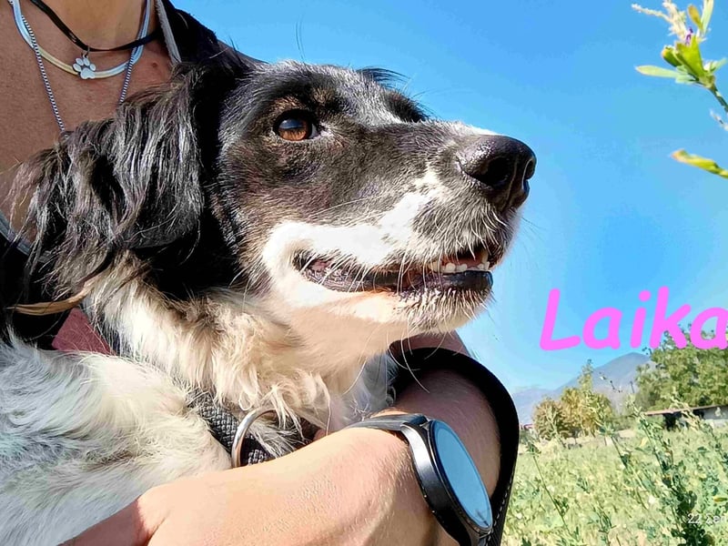 Laika1 geb. 01/2021 (GRC) - liebevolle und wunderschöne Hündin!