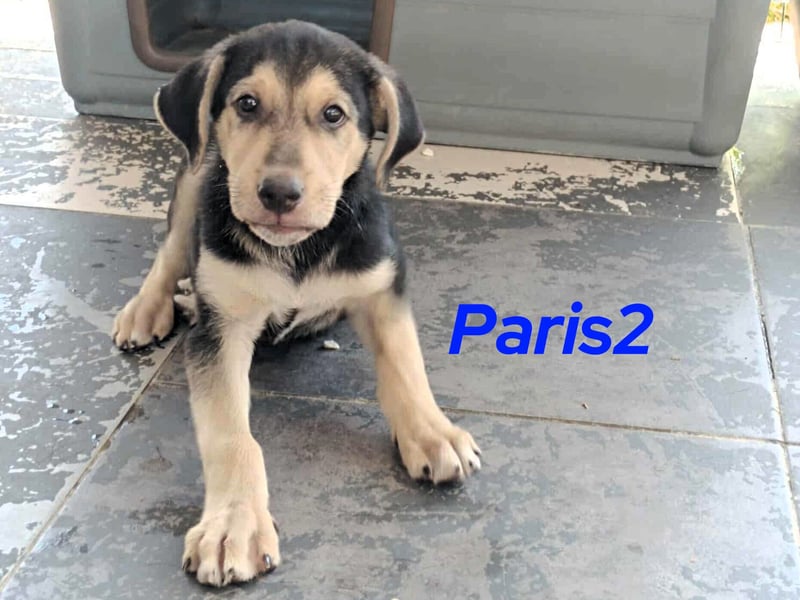 Paris2 geb. 05/2025 (GRC) - liebevoller und ausgeglichener Welpe!