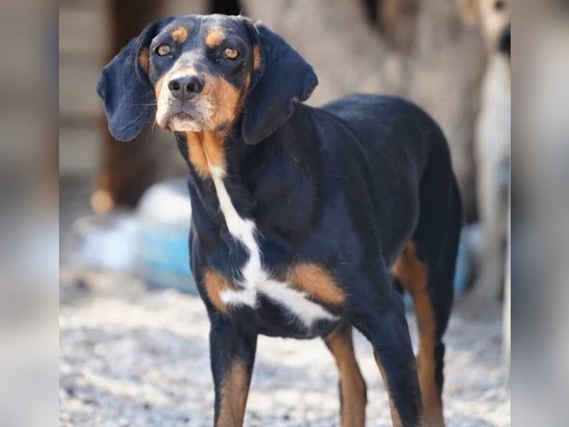 Kiara3 geb. 03/2022 (GRC) - verspielte und verschmuste, bildhübsche junge Hündin!