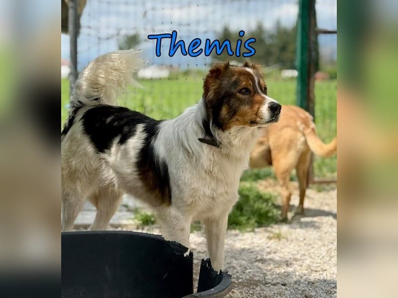 Themis geb. 03/2021 (GRC) - fröhlicher und neugieriger Rüde, ein kleiner Freigeist!
