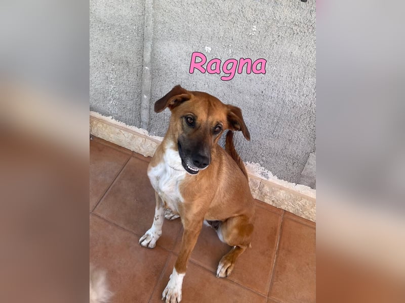 Ragna geb. 01/2025 (ESP) - bildhübsche und gutgelaunte Junghündin auf der Suche!