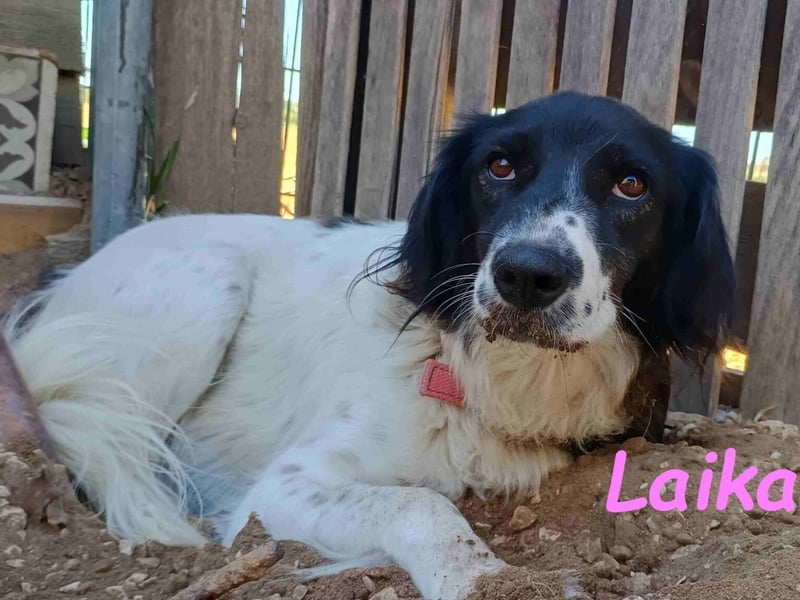 Laika1 geb. 01/2021 (GRC) - liebevolle und wunderschöne Hündin!