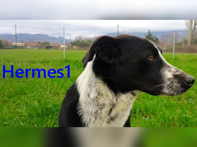 Hermes1 geb. 04/2023 (GRC) - lieber und sozialer Hundemann sucht Körbchen!