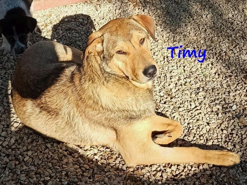 Timy geb. 04/2020 (GRC) - ruhiger und verträglicher Rüde sucht ein entspanntes Zuhause!