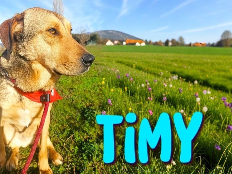 Timy geb. 04/2020 (GRC) - ruhiger und verträglicher Rüde sucht ein entspanntes Zuhause!
