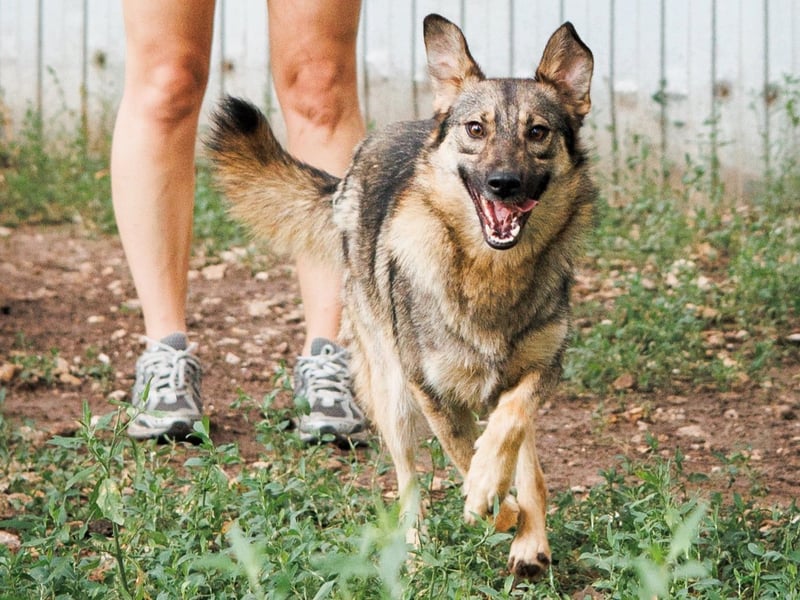Lyalya1 geb. 06/2022 - zuneigungsvolle Hündin mit einer ganz besonderen Ausstrahlung!