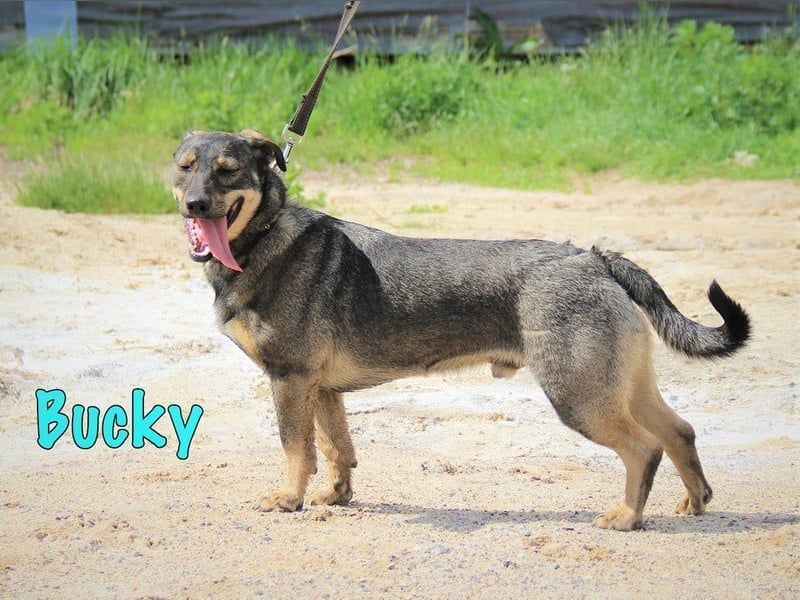 Bucky geb. 12/2021 - lustiger, aktiver und verspielter Outdoor-Begleiter!