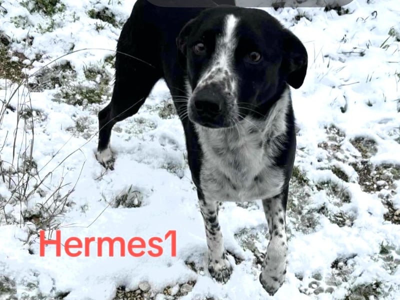 Hermes1 geb. 04/2023 (GRC) - lieber und sozialer Hundemann sucht Körbchen!