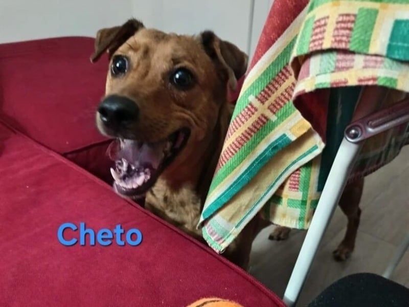 Cheto geb. 02/2020 (ESP) - treuer Hundepartner sucht seine zweite Chance!