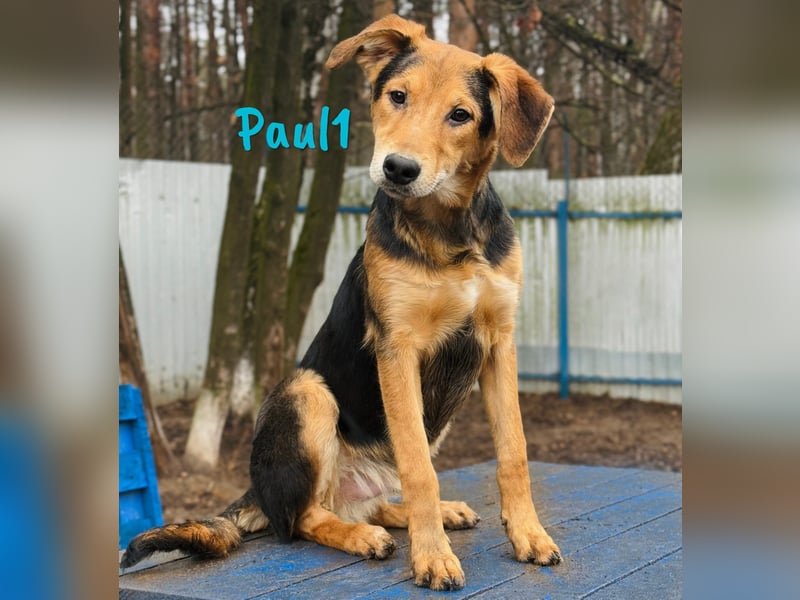 Paul1 geb. 04/2024 - verspielter, menschenbezogener und fröhlicher Junghund!