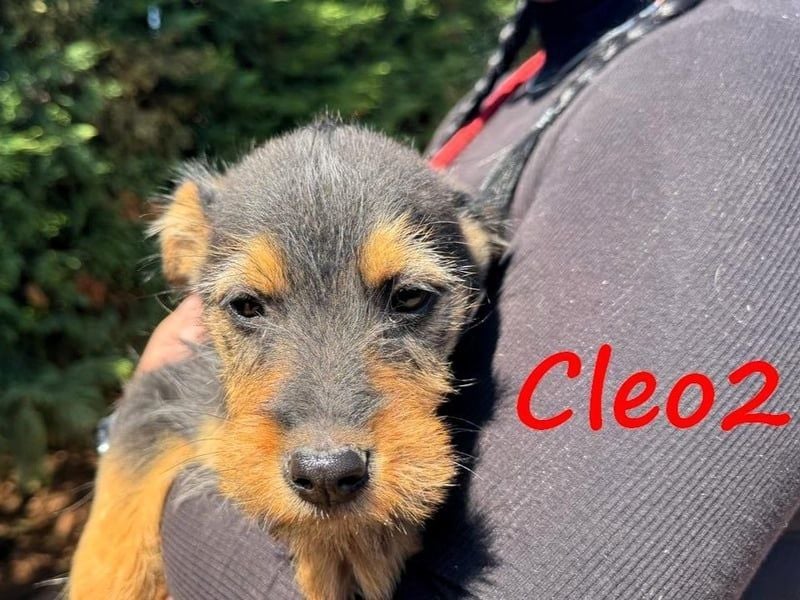 Cleo2 geb. 01/2025 (GRC) - süße und neugierige, kleine Welpin!