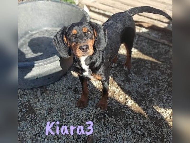 Kiara3 geb. 03/2022 (GRC) - verspielte und verschmuste, bildhübsche junge Hündin!