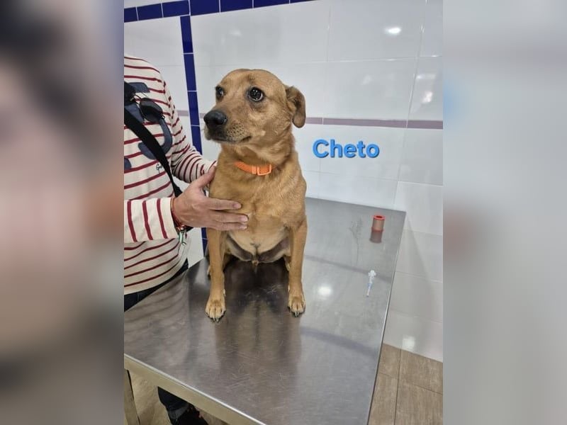 Cheto geb. 02/2020 (ESP) - treuer Hundepartner sucht seine zweite Chance!