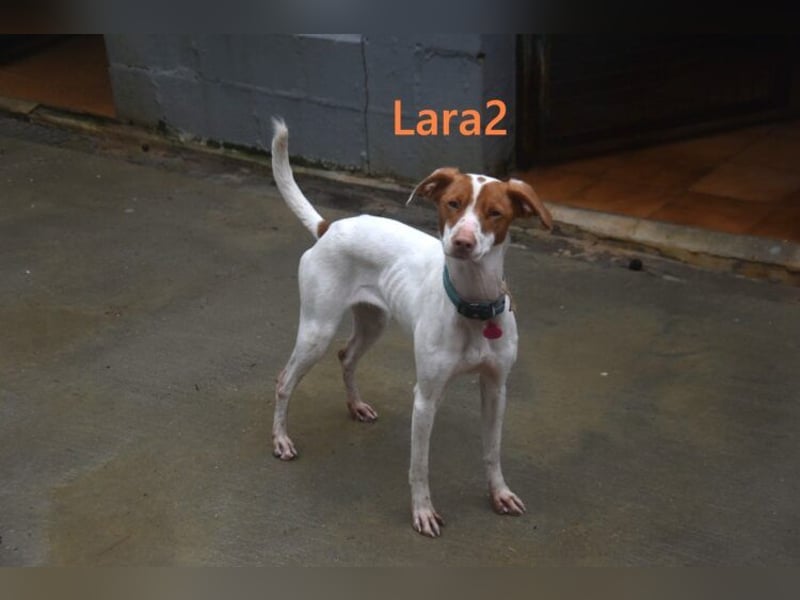 Lara2 geb. 08/2024 (ESP) - soziale und liebevolle Hündin!