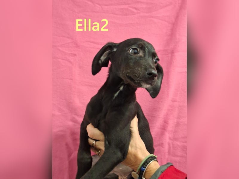 Ella2 geb. 09/2025 (GRC) - bezaubernde, liebe Welpin!
