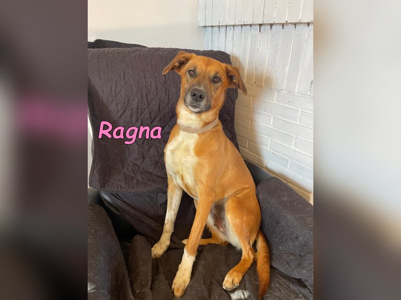 Ragna geb. 01/2025 (ESP) - bildhübsche und gutgelaunte Junghündin auf der Suche!