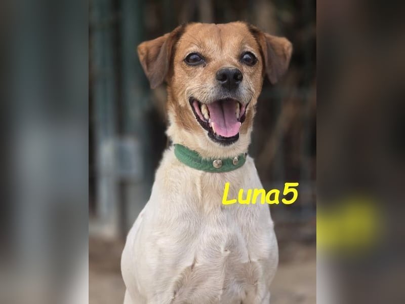 Luna5 geb. 06/2017 (ESP) - liebevolle und aufgeschlossene Hündin!