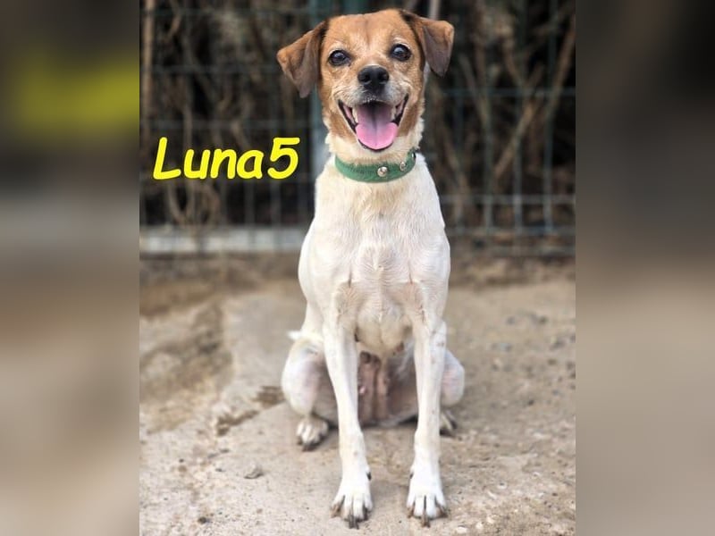 Luna5 geb. 06/2017 (ESP) - liebevolle und aufgeschlossene Hündin!