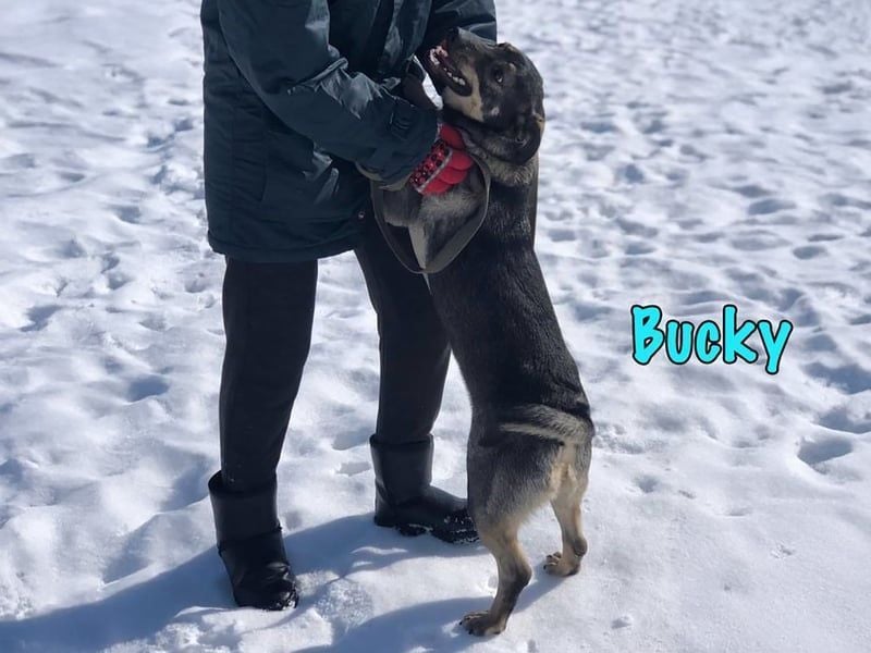 Bucky geb. 12/2021 - lustiger, aktiver und verspielter Outdoor-Begleiter!