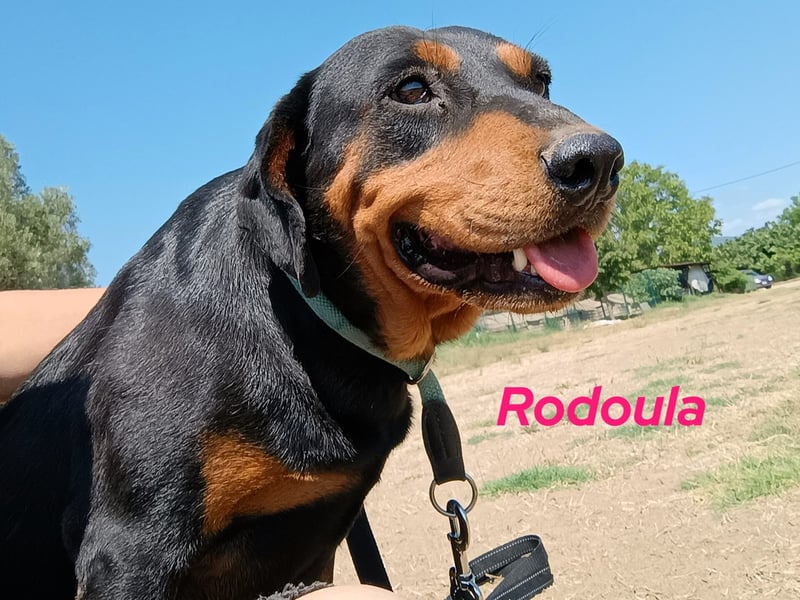 Rodoula geb. 2018 (GRC) - sehr ruhige und gelassene, süße und soziale Hündin! Rodoula geb. 2018 (GRC) - sehr ruhige und gelassene, süße und soziale Hündin!