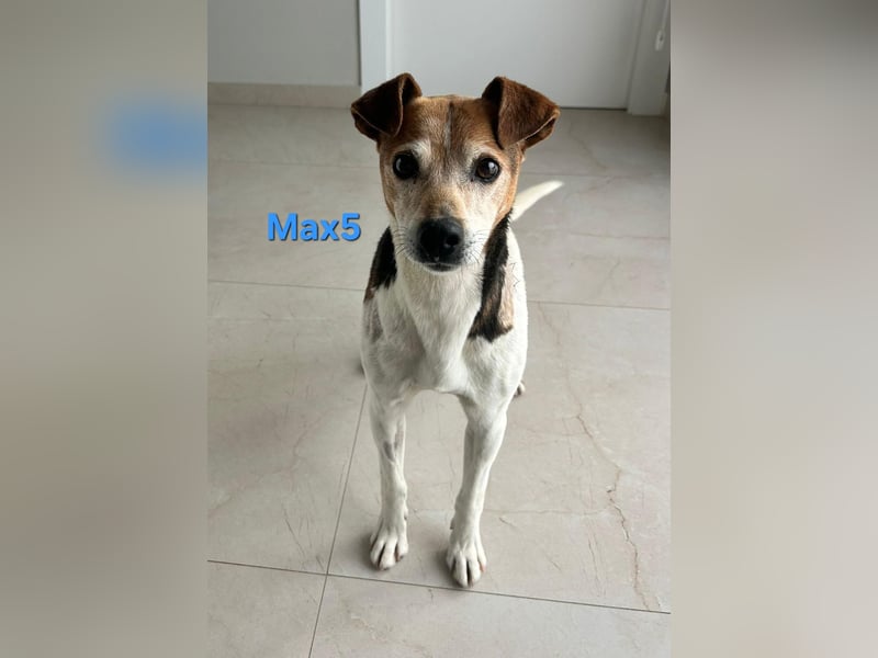 Max5 geb. 04/2022 (ESP) - liebevoller Hundemann verdient seine Chance!