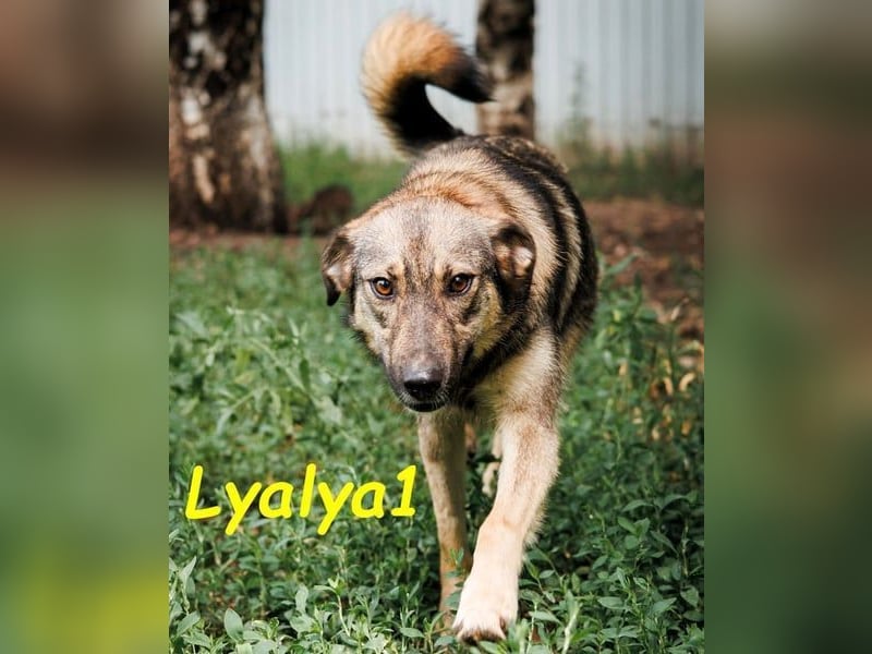 Lyalya1 geb. 06/2022 - zuneigungsvolle Hündin mit einer ganz besonderen Ausstrahlung!