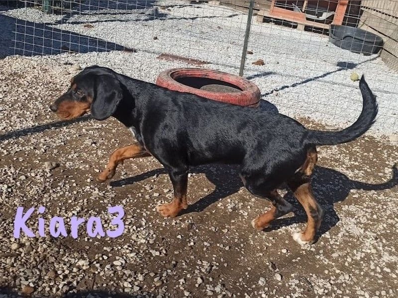 Kiara3 geb. 03/2022 (GRC) - verspielte und verschmuste, bildhübsche junge Hündin!