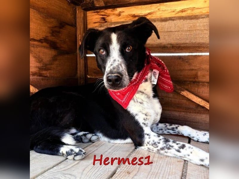 Hermes1 geb. 04/2023 (GRC) - lieber und sozialer Hundemann sucht Körbchen!