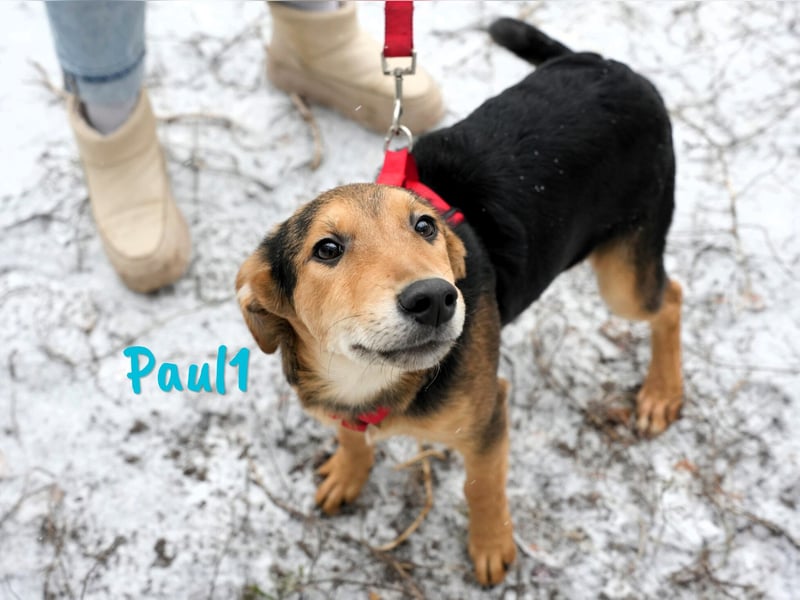 Paul1 geb. 04/2024 - verspielter, menschenbezogener und fröhlicher Junghund!