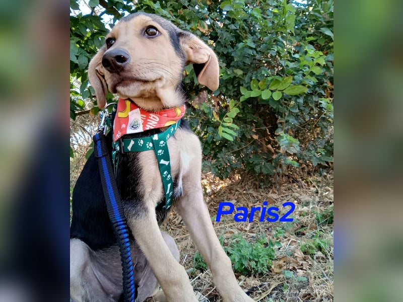 Paris2 geb. 05/2025 (GRC) - liebevoller und ausgeglichener Welpe!