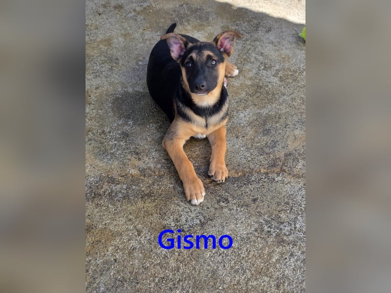 Gismo geb. 01/2026 (ESP) - charmanter, verspielter Welpe sucht sein Körbchen!