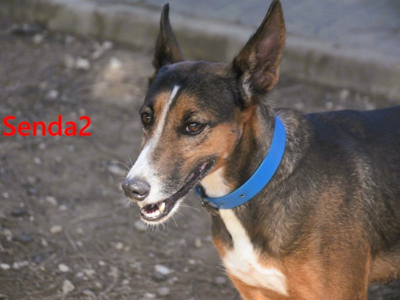 Senda2 geb. 03/2021 (ESP) - freundliche, soziale und sehr süße Hündin!