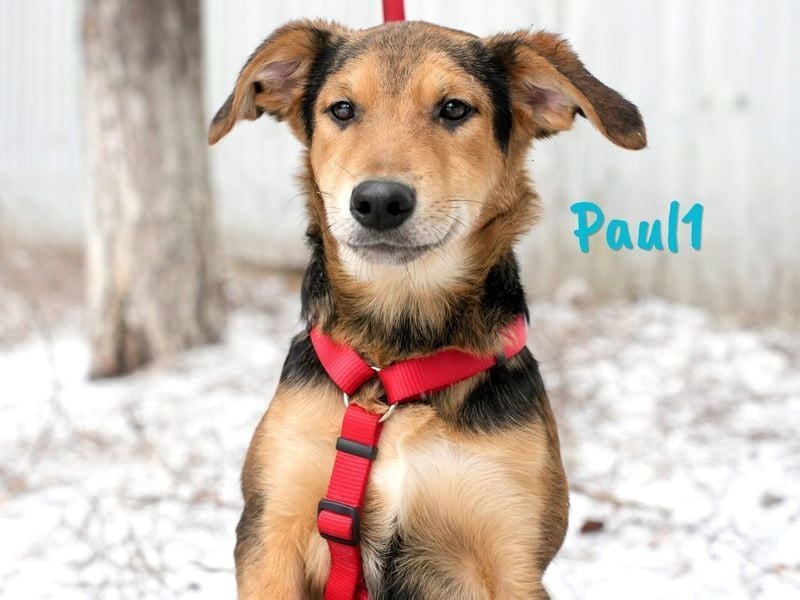 Paul1 geb. 04/2024 - verspielter, menschenbezogener und fröhlicher Junghund!