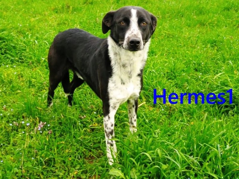 Hermes1 geb. 04/2023 (GRC) - lieber und sozialer Hundemann sucht Körbchen!