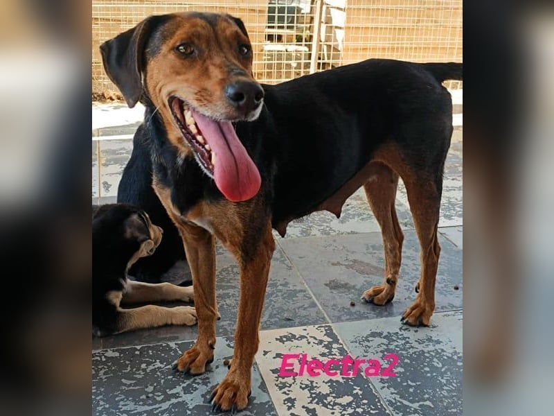 Electra2 geb. 02/2023 (GRC) - ruhige, vertrauensvolle, soziale und liebe Hündin!