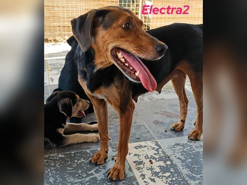 Electra2 geb. 02/2023 (GRC) - ruhige, vertrauensvolle, soziale und liebe Hündin!