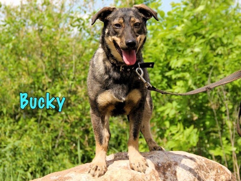 Bucky geb. 12/2021 - lustiger, aktiver und verspielter Outdoor-Begleiter!