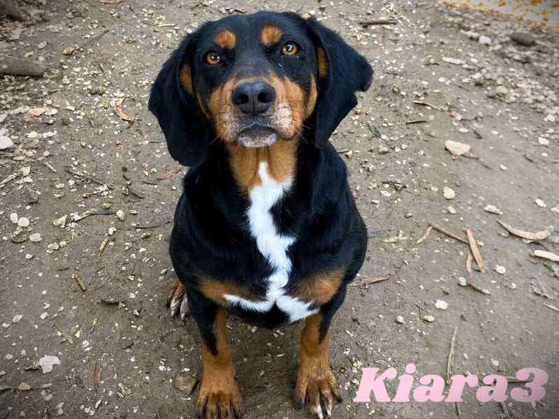 Kiara3 geb. 03/2022 (GRC) - verspielte und verschmuste, bildhübsche junge Hündin!