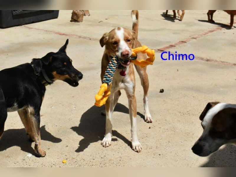 Chimo geb. 08/2024 (ESP) - verspielter Hundepartner sucht seine Familie!