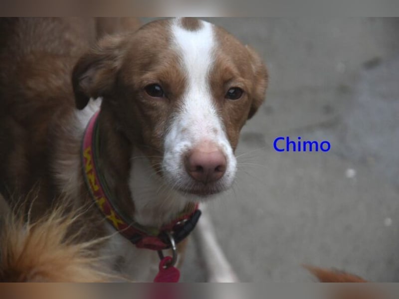 Chimo geb. 08/2024 (ESP) - verspielter Hundepartner sucht seine Familie!