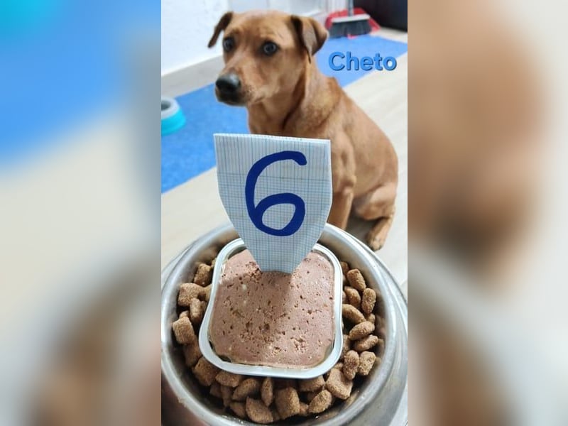 Cheto geb. 02/2020 (ESP) - treuer Hundepartner sucht seine zweite Chance!