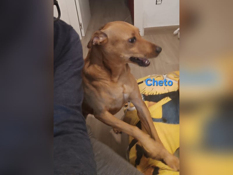 Cheto geb. 02/2020 (ESP) - treuer Hundepartner sucht seine zweite Chance!