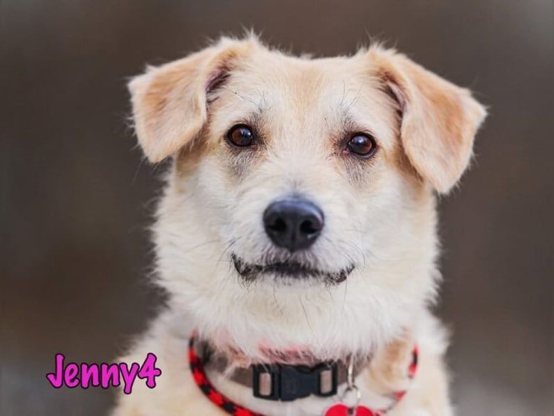 Jenny4 geb. 01/2018 - bezaubernde und super liebe, kleine Wuschelhündin!